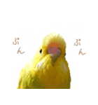 はむネコの家のピーちゃん（個別スタンプ：23）