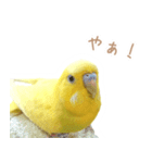 はむネコの家のピーちゃん（個別スタンプ：24）