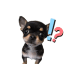 Chihuahua ひじき（個別スタンプ：1）