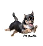Chihuahua ひじき（個別スタンプ：2）