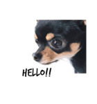 Chihuahua ひじき（個別スタンプ：3）