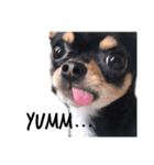 Chihuahua ひじき（個別スタンプ：4）