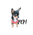 Chihuahua ひじき（個別スタンプ：5）