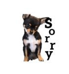 Chihuahua ひじき（個別スタンプ：6）