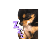 Chihuahua ひじき（個別スタンプ：7）