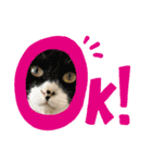 仲良し3兄弟猫（個別スタンプ：1）