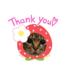 仲良し3兄弟猫（個別スタンプ：4）