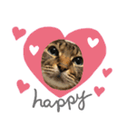仲良し3兄弟猫（個別スタンプ：5）