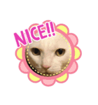 仲良し3兄弟猫（個別スタンプ：8）