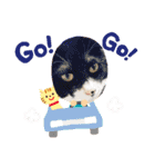 仲良し3兄弟猫（個別スタンプ：12）