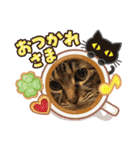 仲良し3兄弟猫（個別スタンプ：16）