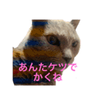 くーちゃんの日常①（個別スタンプ：1）