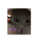 くーちゃんの日常①（個別スタンプ：4）