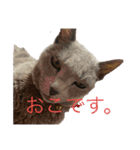 くーちゃんの日常①（個別スタンプ：6）