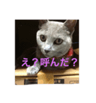 くーちゃんの日常①（個別スタンプ：10）