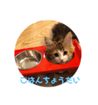 うちのうちのやくも（個別スタンプ：8）