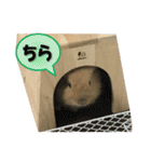 うさぎのもこさん写真スタンプ（個別スタンプ：2）