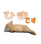 うさぎのもこさん写真スタンプ（個別スタンプ：3）