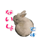 うさぎのもこさん写真スタンプ（個別スタンプ：4）