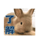 うさぎのもこさん写真スタンプ（個別スタンプ：6）