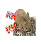 うさぎのもこさん写真スタンプ（個別スタンプ：13）