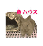 うさぎのもこさん写真スタンプ（個別スタンプ：14）