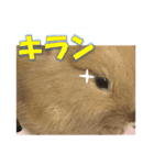 うさぎのもこさん写真スタンプ（個別スタンプ：19）