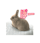 うさぎのもこさん写真スタンプ（個別スタンプ：20）