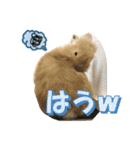 うさぎのもこさん写真スタンプ（個別スタンプ：22）
