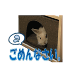 うさぎのもこさん写真スタンプ（個別スタンプ：23）