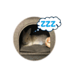 うさぎのもこさん写真スタンプ（個別スタンプ：24）