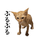 猫のクレフ（個別スタンプ：1）