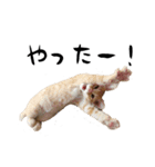 猫のクレフ（個別スタンプ：2）