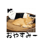 猫のクレフ（個別スタンプ：3）