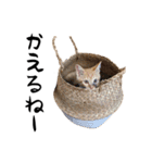 猫のクレフ（個別スタンプ：4）