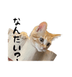 猫のクレフ（個別スタンプ：5）