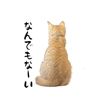 猫のクレフ（個別スタンプ：7）