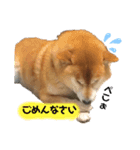 ふくちゃん日常で使えるスタンプ（個別スタンプ：1）
