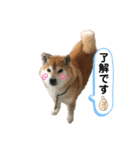 ふくちゃん日常で使えるスタンプ（個別スタンプ：3）