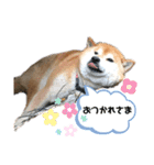 ふくちゃん日常で使えるスタンプ（個別スタンプ：5）