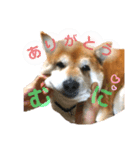 ふくちゃん日常で使えるスタンプ（個別スタンプ：7）