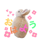 もちもちももちゃん（個別スタンプ：1）