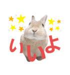 もちもちももちゃん（個別スタンプ：8）