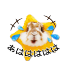 まろん＆しょこらのスタンプ（個別スタンプ：1）