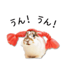 まろん＆しょこらのスタンプ（個別スタンプ：3）