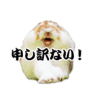 まろん＆しょこらのスタンプ（個別スタンプ：11）
