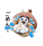 まろん＆しょこらのスタンプ（個別スタンプ：12）