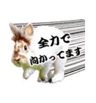 まろん＆しょこらのスタンプ（個別スタンプ：13）