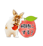 まろん＆しょこらのスタンプ（個別スタンプ：17）