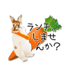 まろん＆しょこらのスタンプ（個別スタンプ：18）